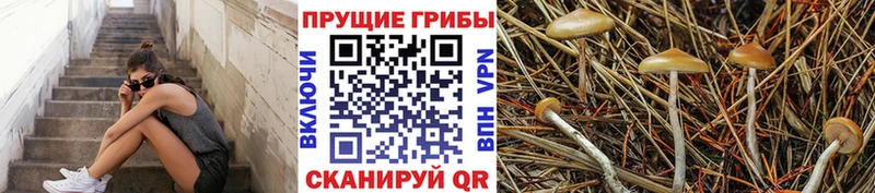 Галлюциногенные грибы Cubensis  Мосальск 